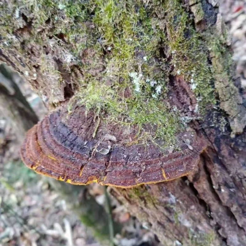 野生桑黄桑树桑黄批发桑黄中药材批发