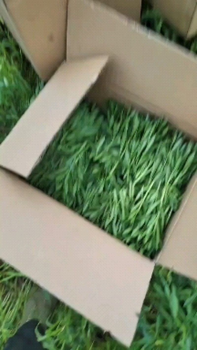 养心菜