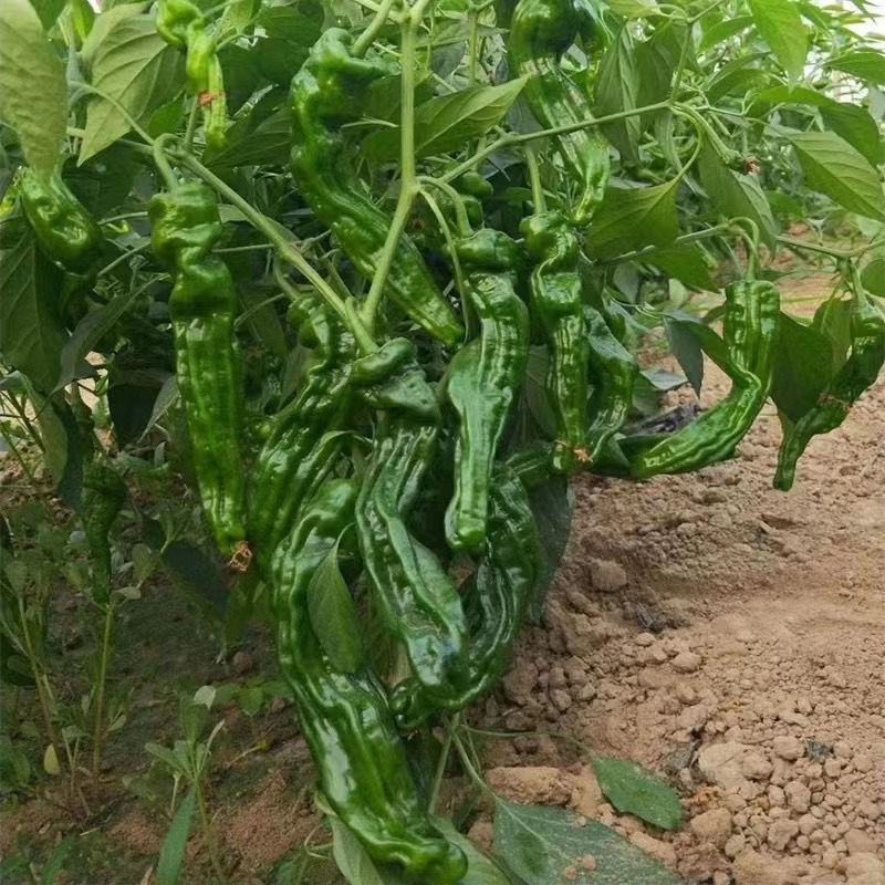 苏润大黑皱皮椒种子浓香辣深黑绿油亮薄皮皱皱椒种子薄皮辣椒