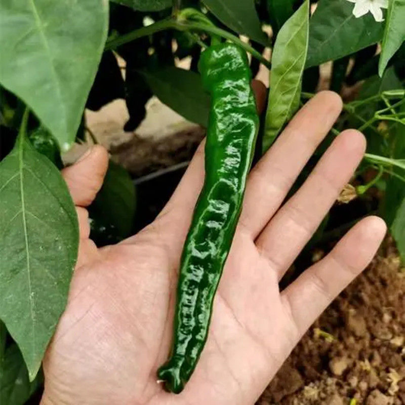 苏润大黑皱皮椒种子浓香辣深黑绿油亮薄皮皱皱椒种子薄皮辣椒