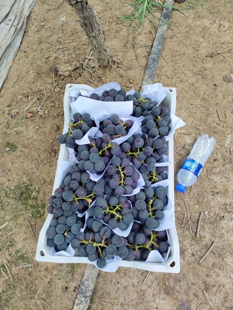 浙江宁波慈溪精品葡萄【甬优一号】巨峰新鲜水果，小串葡萄