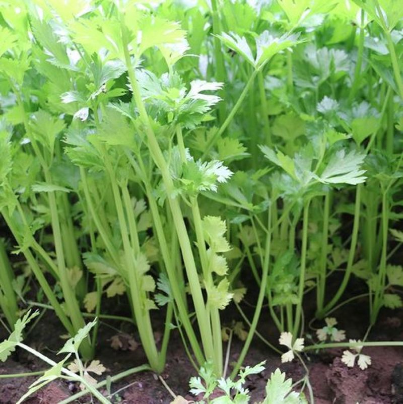 耕耘四季小香芹种子早熟抗病庭院阳台蔬菜种籽香味浓细香芹菜