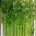 耕耘四季小香芹种子早熟抗病庭院阳台蔬菜种籽香味浓细香芹菜