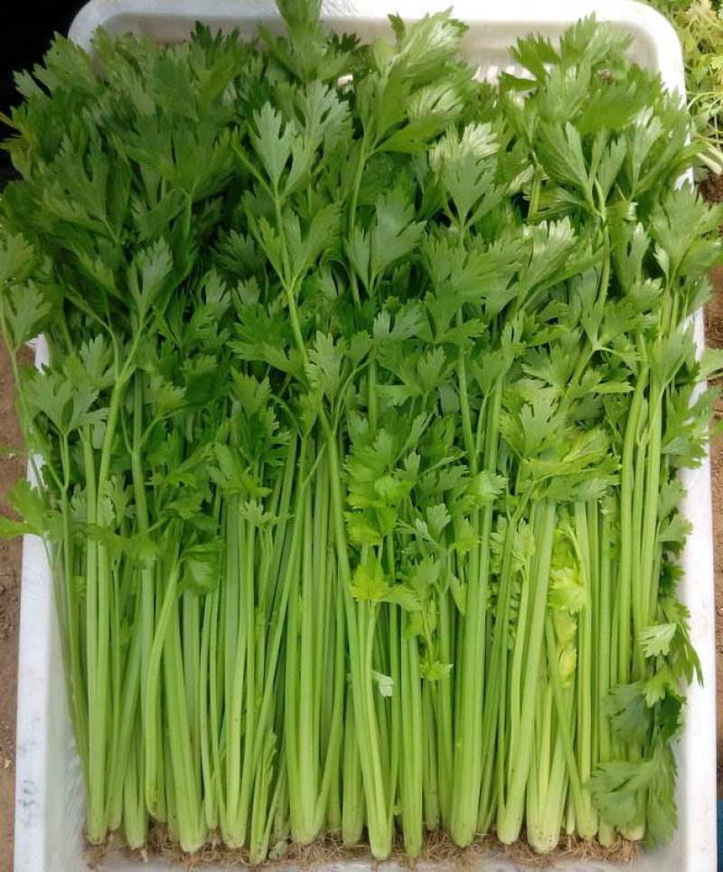 耕耘四季小香芹种子早熟抗病庭院阳台蔬菜种籽香味浓细香芹菜