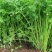 耕耘四季小香芹种子早熟抗病庭院阳台蔬菜种籽香味浓细香芹菜