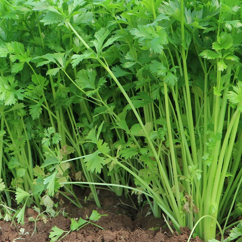 耕耘四季小香芹种子早熟抗病庭院阳台蔬菜种籽香味浓细香芹菜