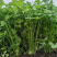 耕耘四季小香芹种子早熟抗病庭院阳台蔬菜种籽香味浓细香芹菜