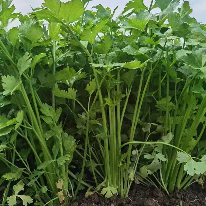 耕耘四季小香芹种子早熟抗病庭院阳台蔬菜种籽香味浓细香芹菜