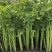 耕耘四季小香芹种子早熟抗病庭院阳台蔬菜种籽香味浓细香芹菜