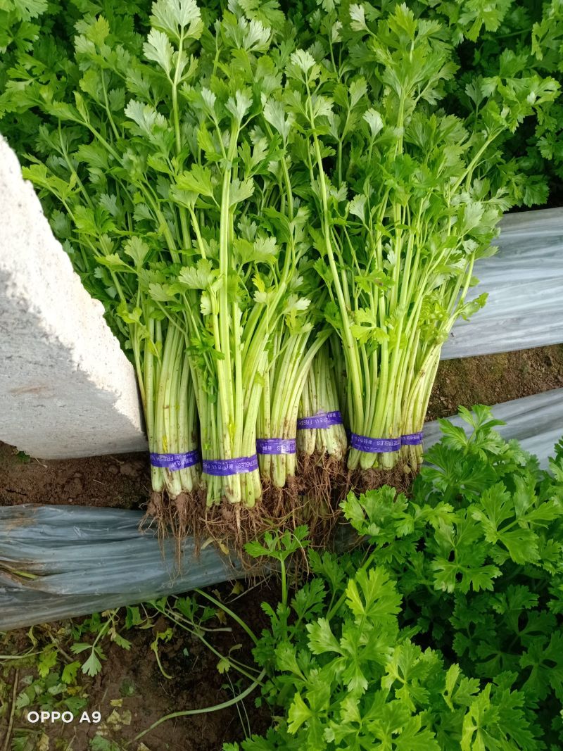 耕耘四季小香芹种子早熟抗病庭院阳台蔬菜种籽香味浓细香芹菜