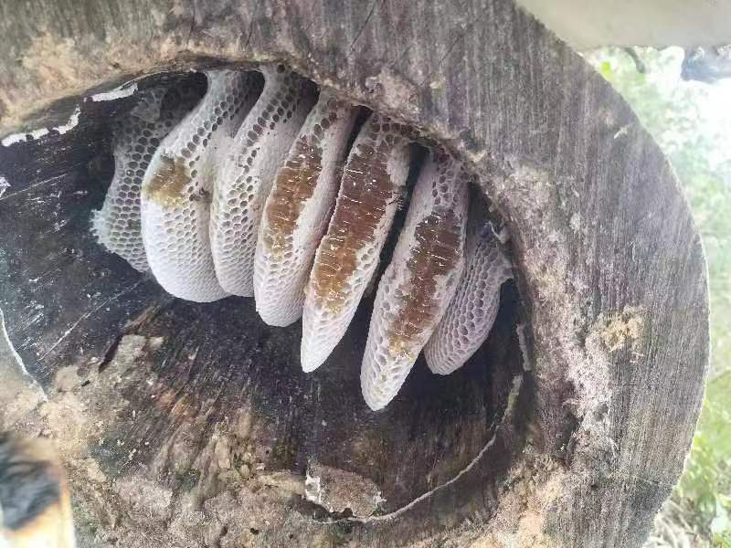 蜂蜜