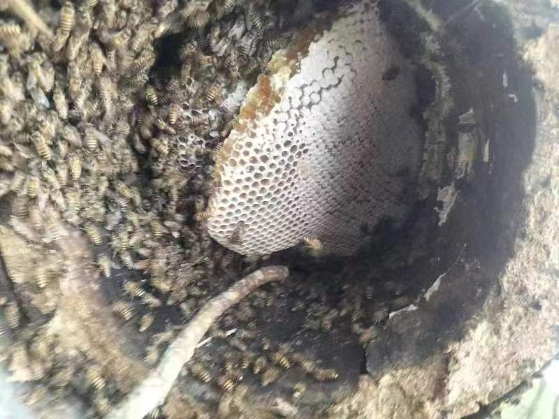 蜂蜜