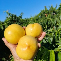 黄油桃