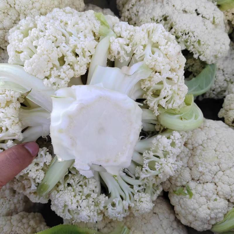 精品散花产地直销