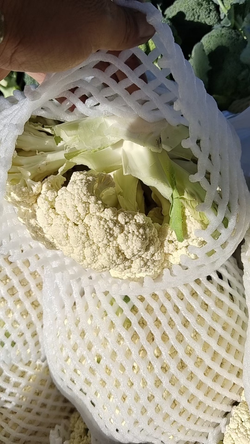 精品散花产地直销