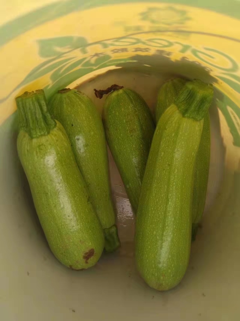 精品西葫芦