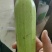 精品西葫芦