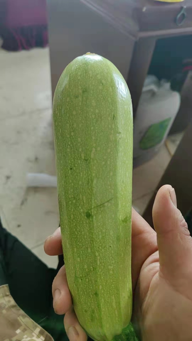 精品西葫芦