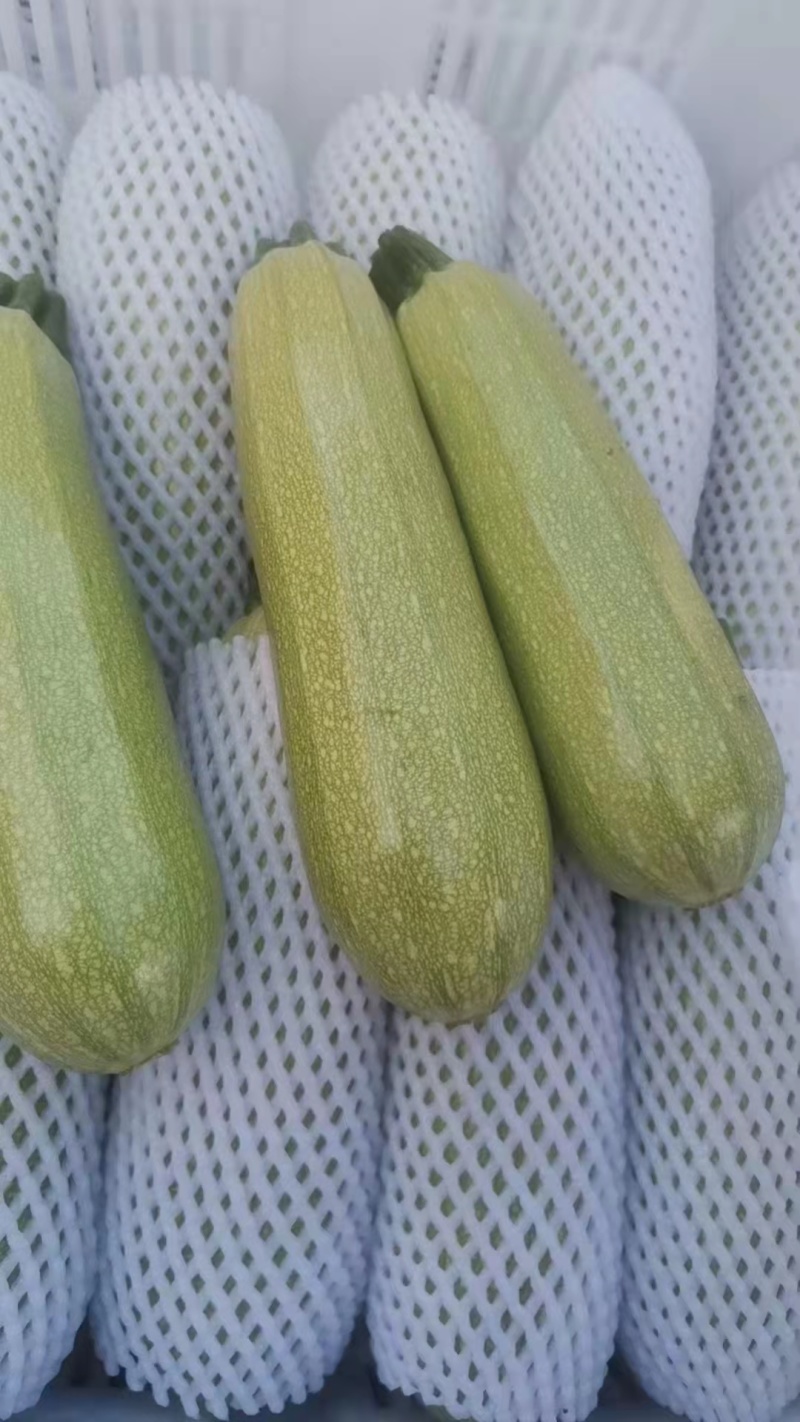 精品西葫芦