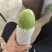 精品西葫芦