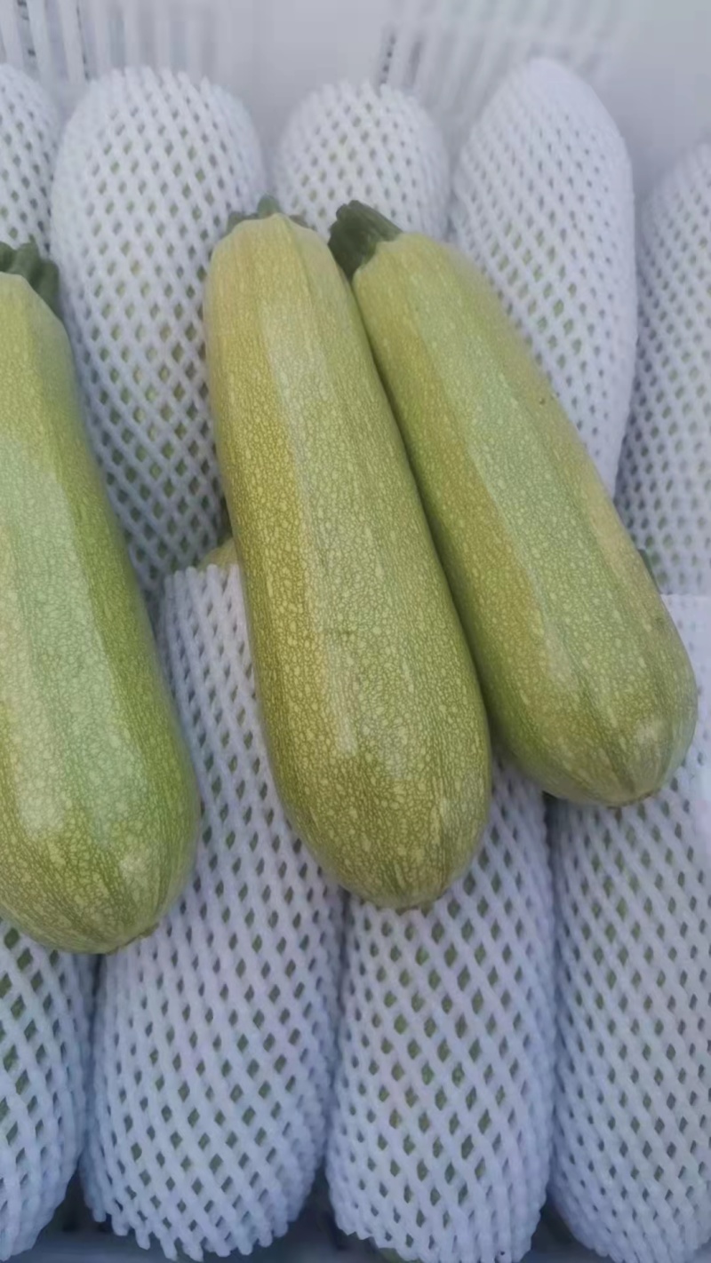 精品西葫芦