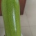 精品西葫芦