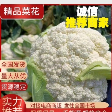 热卖精选菜花松花菜大量供应白面青梗货源充足价格优惠