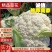 热卖精选菜花松花菜大量供应白面青梗货源充足价格优惠