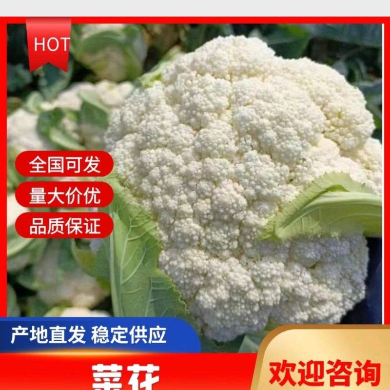 热卖福建精选花菜小米粒松花菜欢迎各大商超市场电商来电咨询