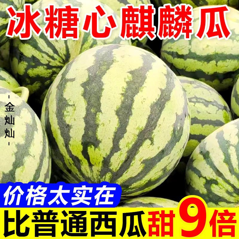 [甜王西瓜批发]山东菏泽曹县西瓜 0.60元/斤美都，甜王，一手 _ 一亩田