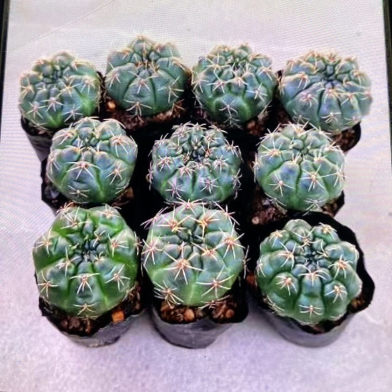 绯花玉仙人球带花苞开花仙人球室内桌面多肉植物盆栽