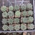 绯花玉仙人球带花苞开花仙人球室内桌面多肉植物盆栽