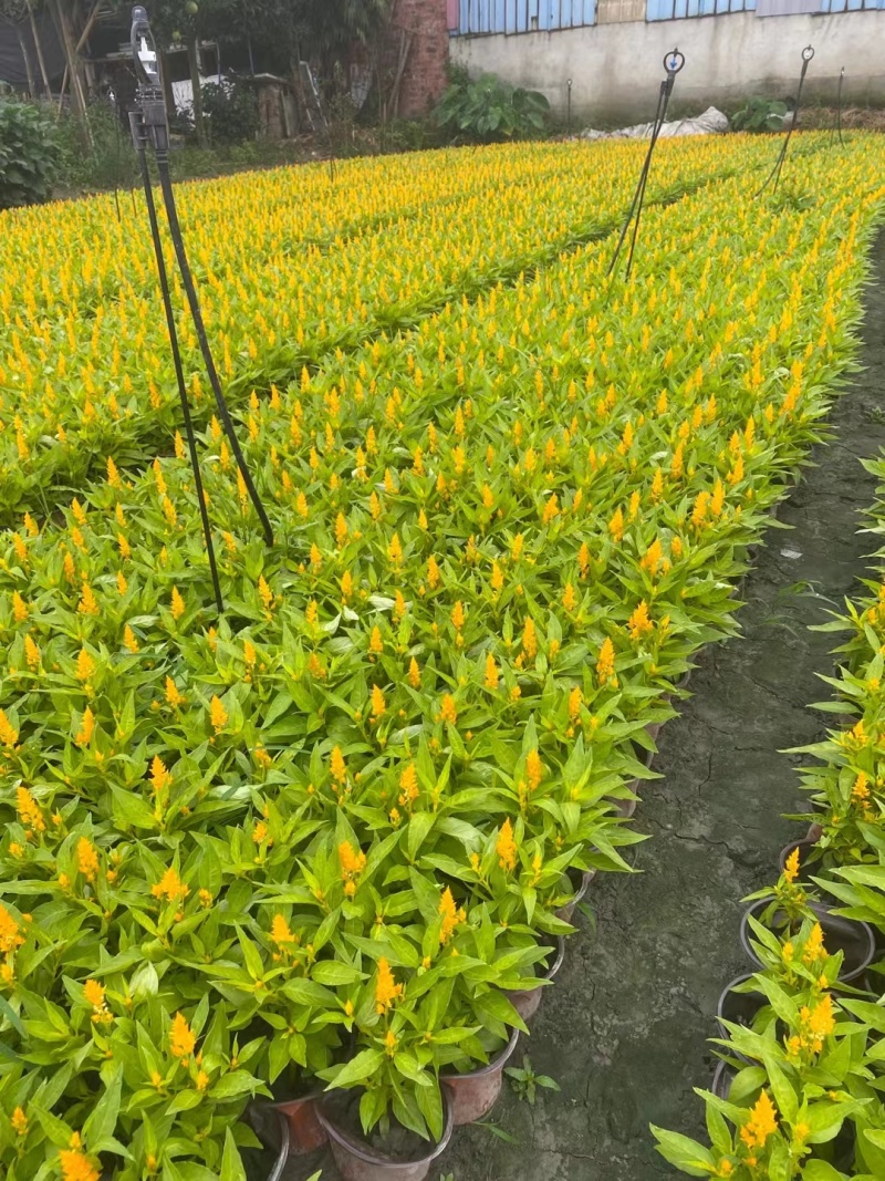 火炬花、青叶火炬花、红叶火炬花、青叶黄花火炬花