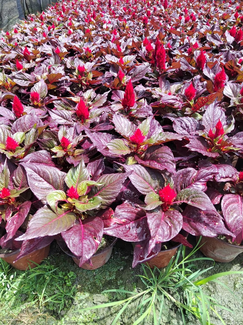 火炬花、青叶火炬花、红叶火炬花、青叶黄花火炬花