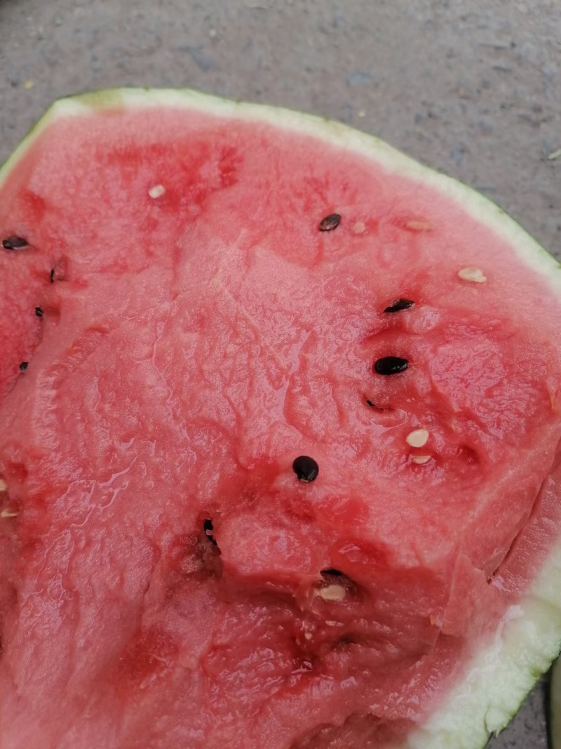 陕西扶风西瓜产区