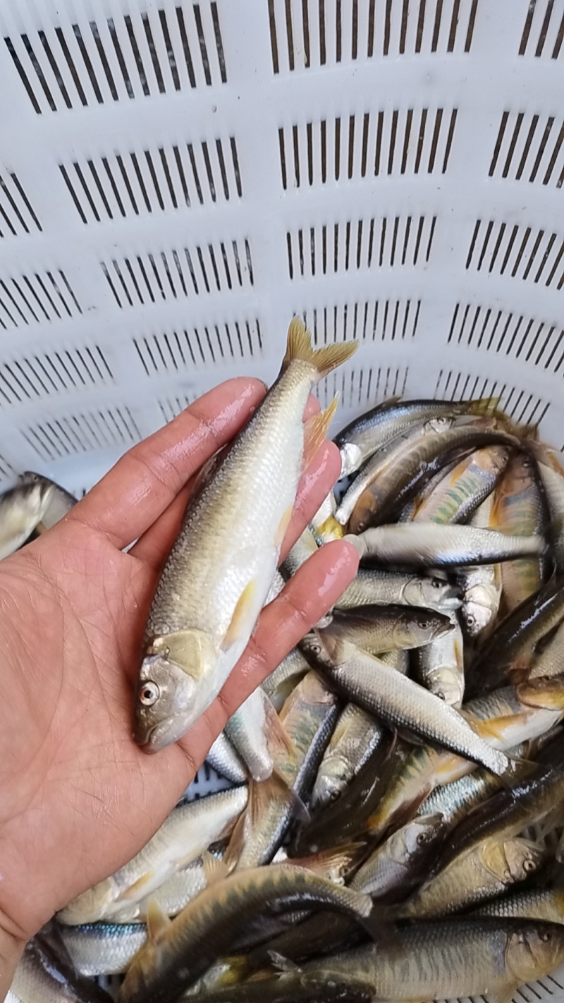 马口鱼活鱼装货
