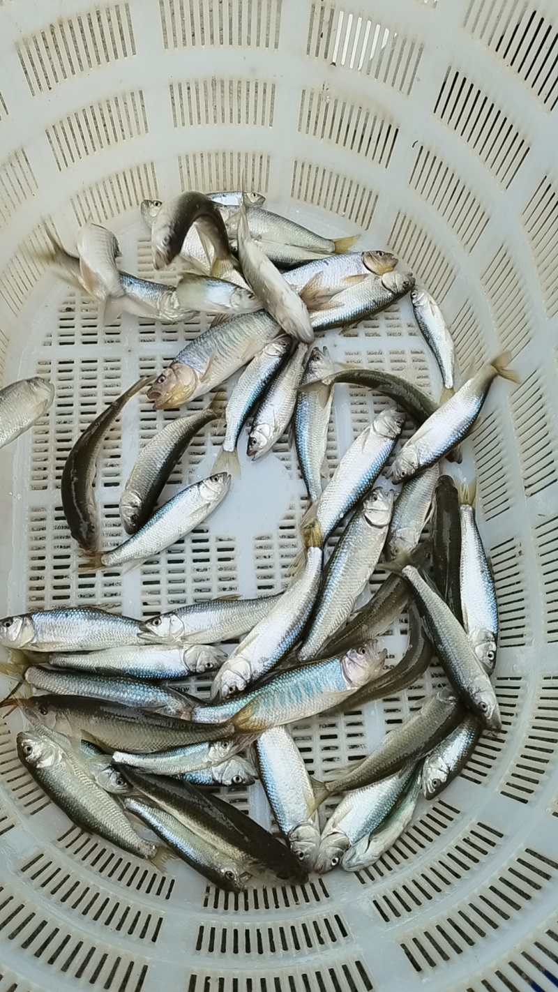 马口鱼活鱼装货
