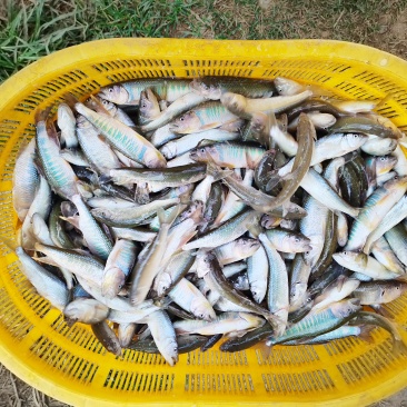 马口鱼活鱼装货