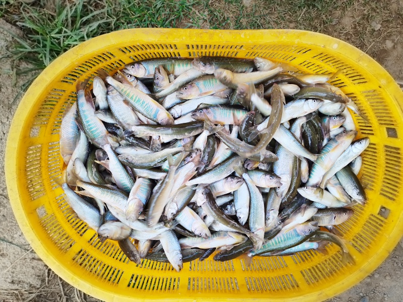 马口鱼活鱼装货