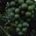 巨峰清无壳莆萄，罐头厂，加工厂用。有需要联系我，万亩莆萄