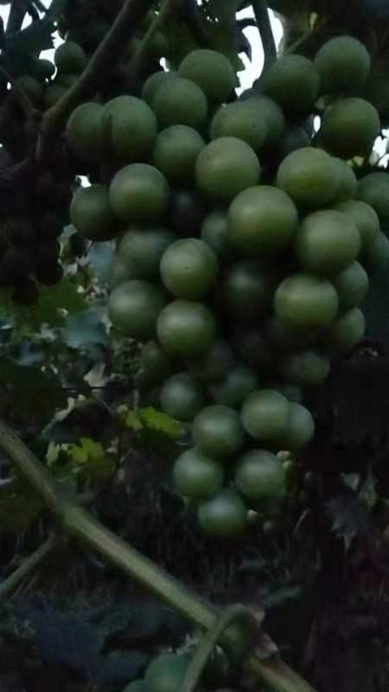 巨峰清无壳莆萄，罐头厂，加工厂用。有需要联系我，万亩莆萄