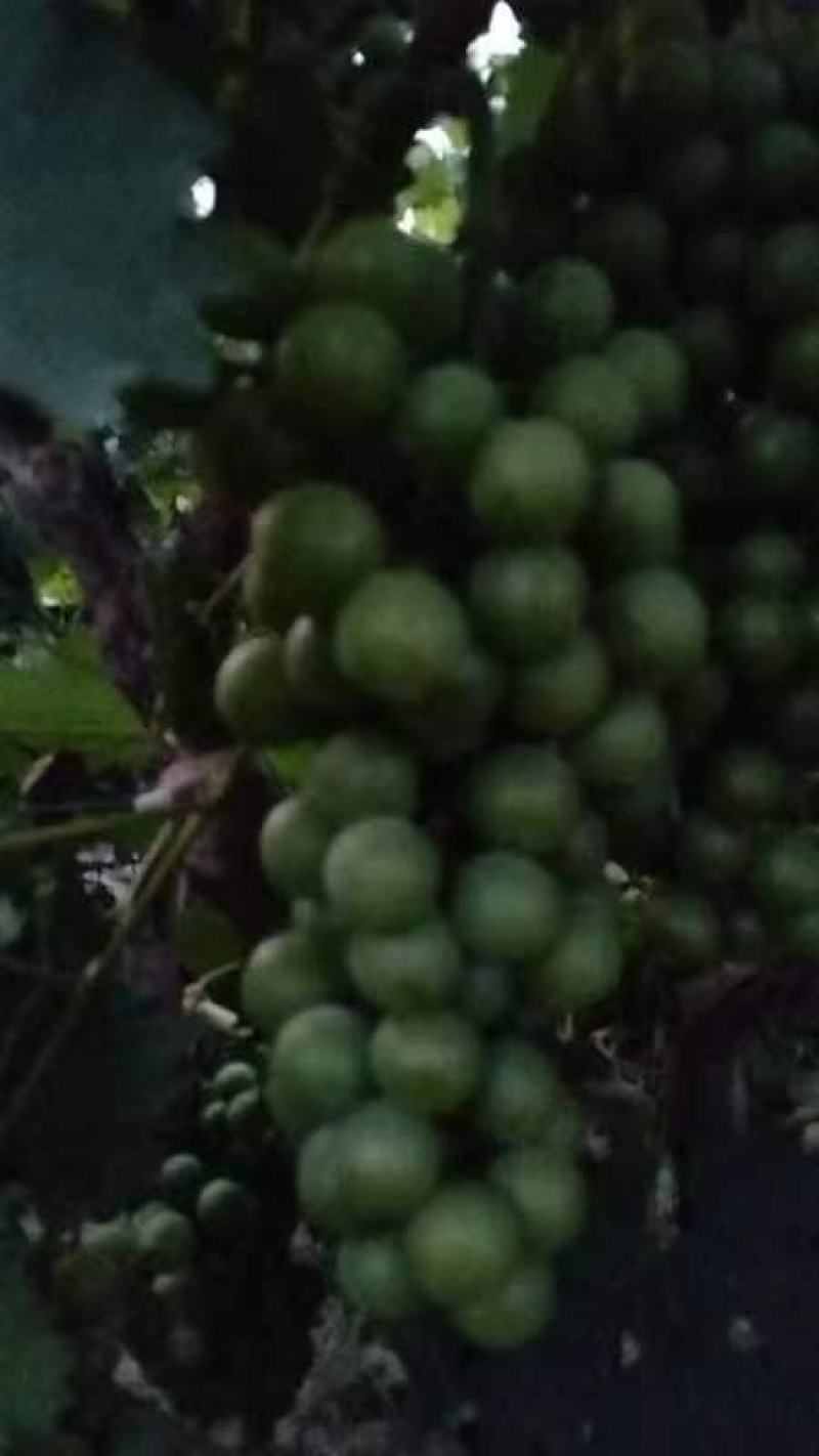 巨峰清无壳莆萄，罐头厂，加工厂用。有需要联系我，万亩莆萄