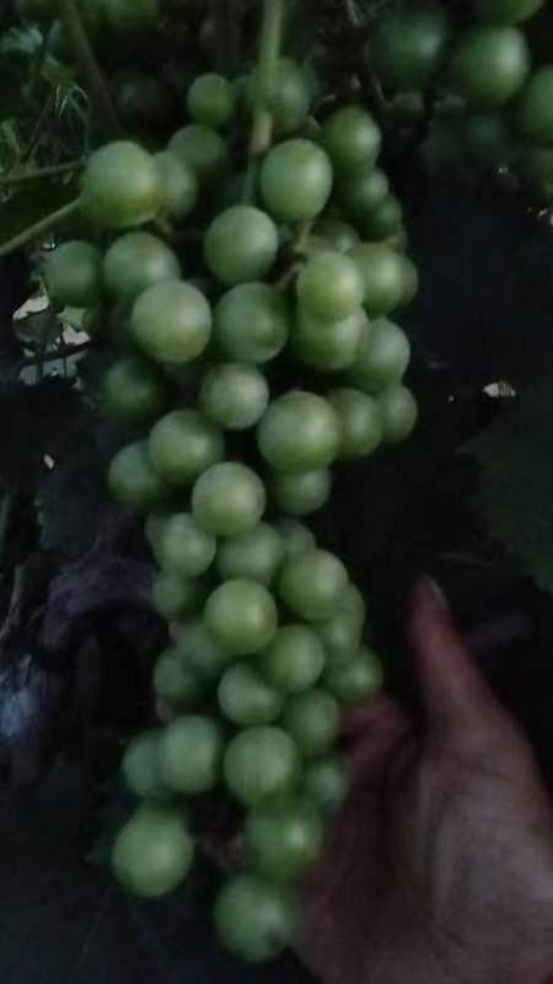 巨峰清无壳莆萄，罐头厂，加工厂用。有需要联系我，万亩莆萄
