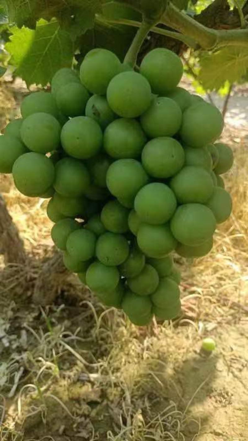 巨峰清无壳莆萄，罐头厂，加工厂用。有需要联系我，万亩莆萄