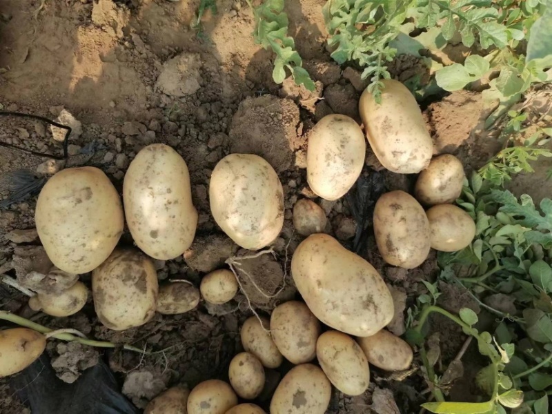 好货推荐河北优质土豆批发一手货源大量供应