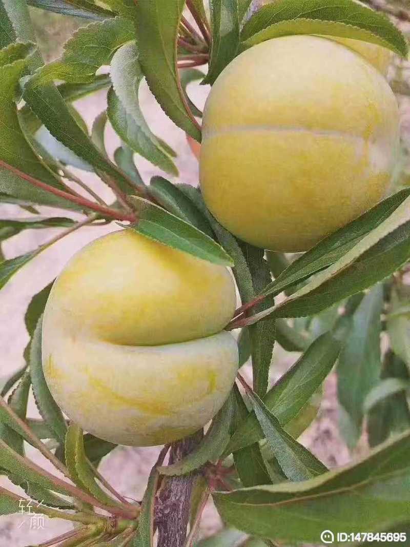 蜂糖李