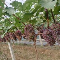 【牛商】山东大棚茉莉香京亚葡萄大量新鲜供应