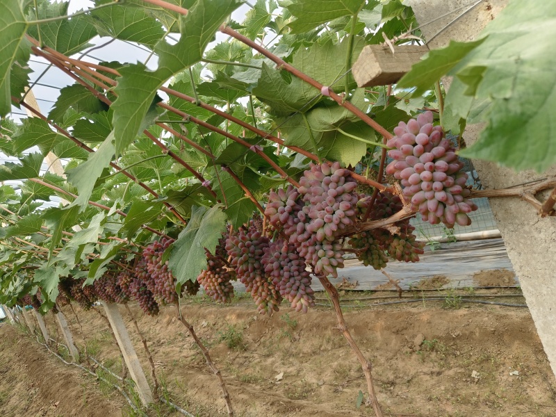 【牛商】山东大棚茉莉香京亚葡萄大量新鲜供应