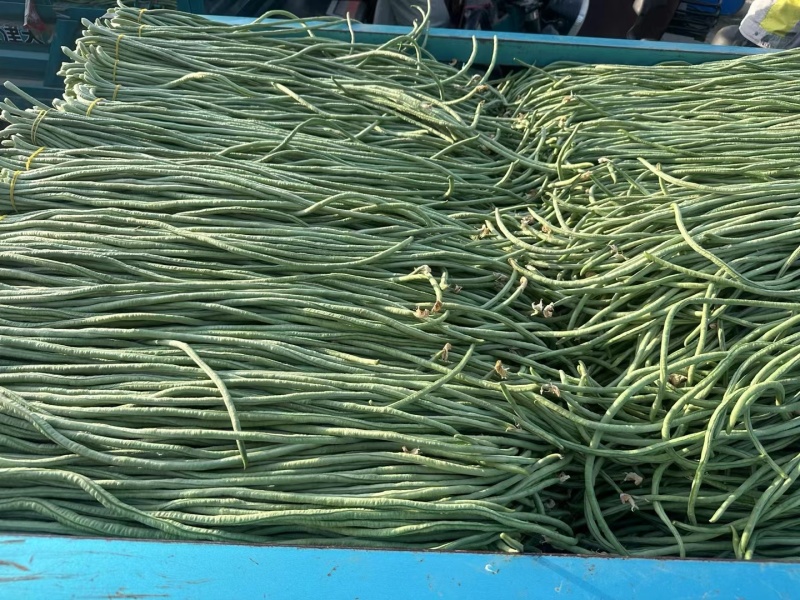 滑县长豆角大量现货