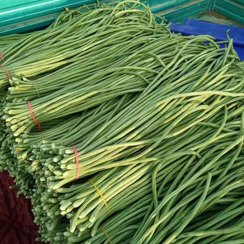 滑县长豆角大量现货有需要的老板下单吧